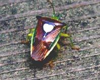 �G�T�L�����L�c�m�J�����V