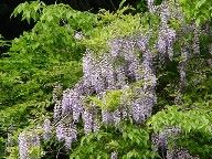 �[�̒����t�W