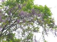 �P���L�ɉ�����t�W