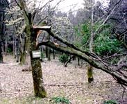 �܂ꂽ���Z���e��