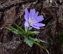 �L�N�U�L�C�`�Q