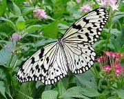 �`���E�̉��̃I�I�S�}�_��