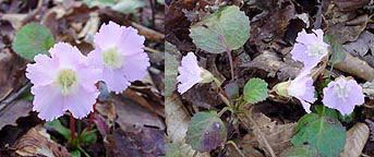 �g�N���J�\�E